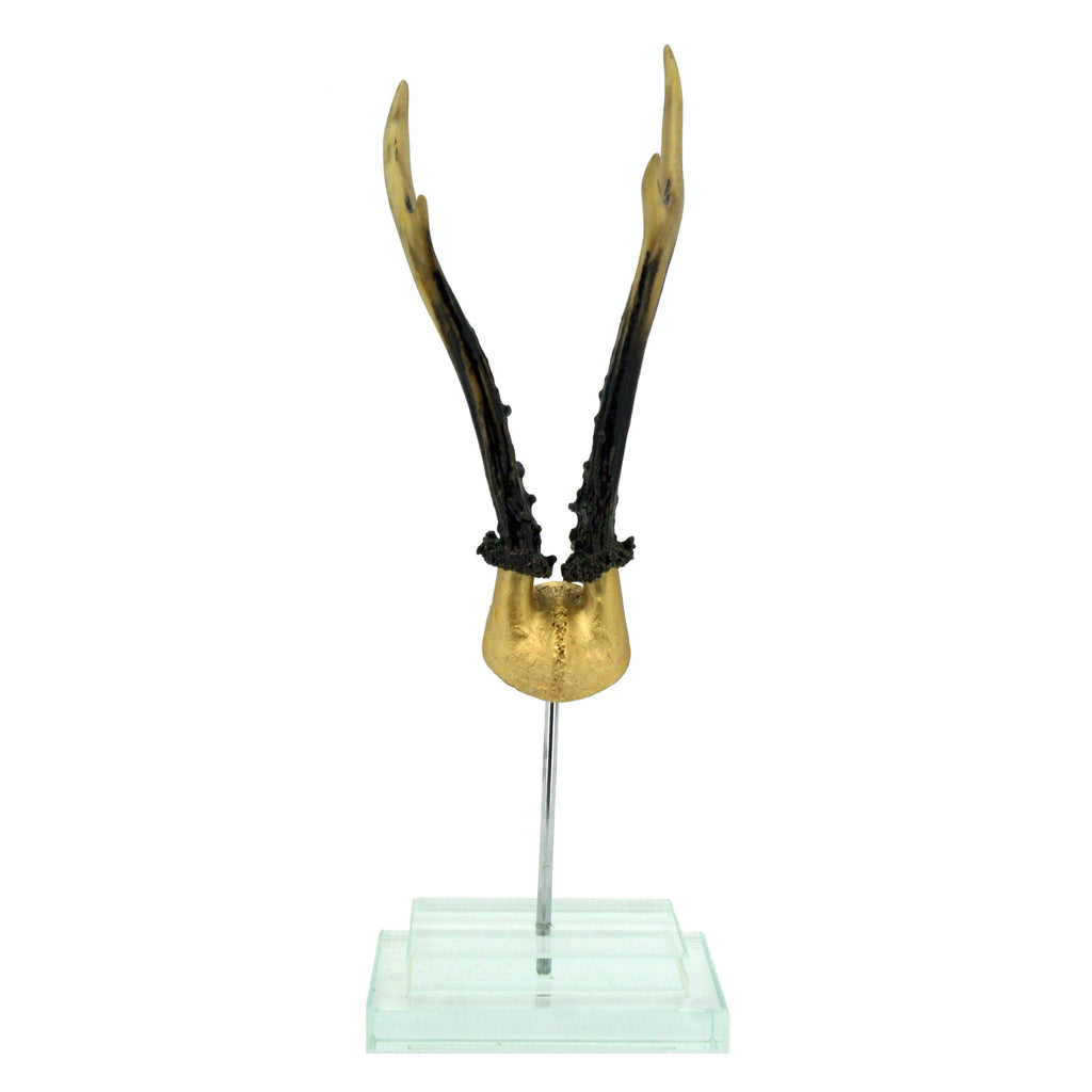 Gold Antler on Glass Base